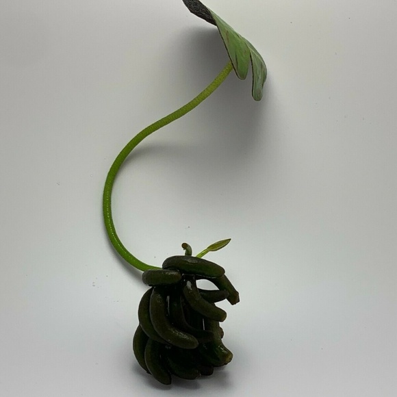 Lot of 4 Banana Plant Nymphoides Aquatica Plant - Picture 3 of 5